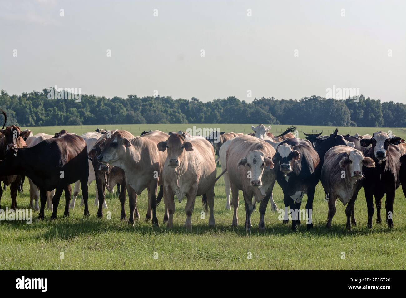 Gruppo di vacche commerciali influenzate da Brahman che si avvicina alla telecamera un pascolo meridionale durante l'estate Foto Stock