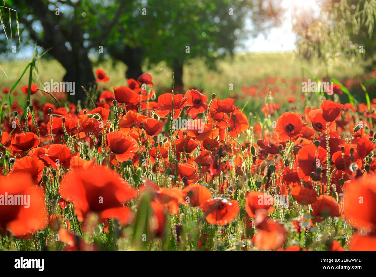 Primavera. Torna luce schioccata in un campo con campo di mais non maturo, Puglia (Italia). Foto Stock