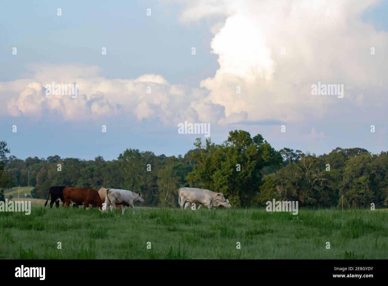 Razza mista bovini commerciali di manzo in un verde pascolo estivo con nuvole di cumulo colorate e riflettenti. Foto Stock