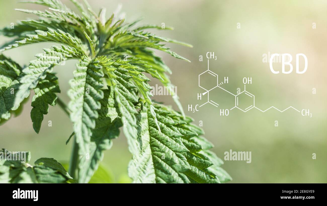 Piante di cannabis con formula chimica CBD. Molecola di cannabidiolo. Foto Stock