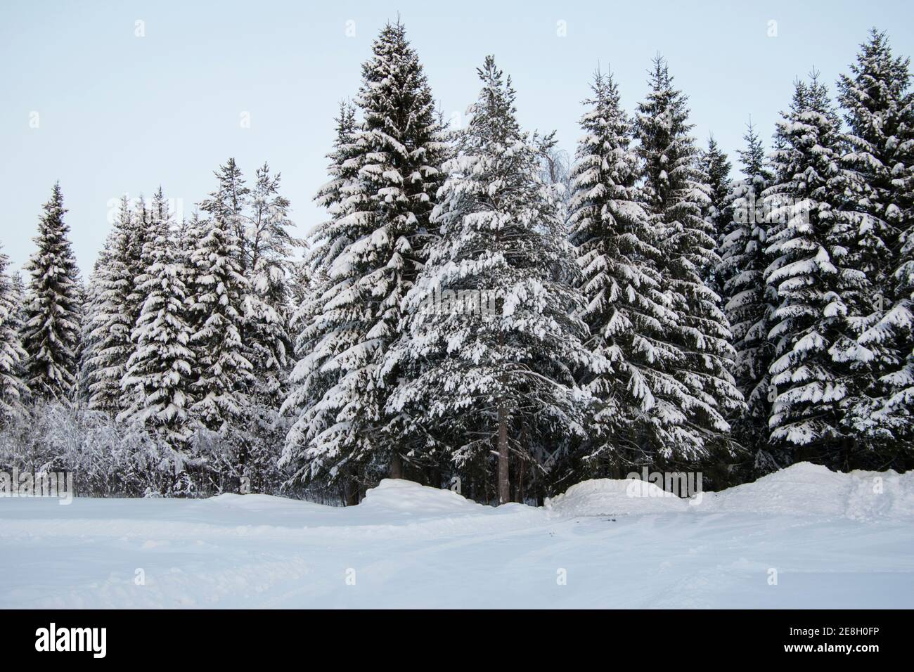 Pini nei boschi innevati, giorno. Foto Stock