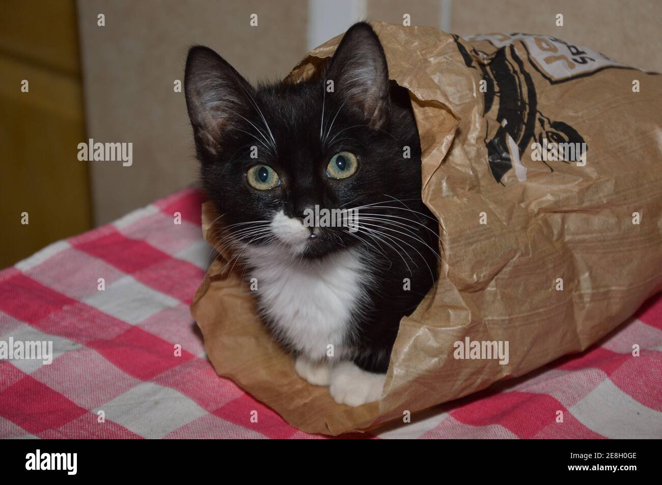 Un primo piano di un divertente e carino gattino dentro un sacchetto di carta su un tavolo Foto Stock