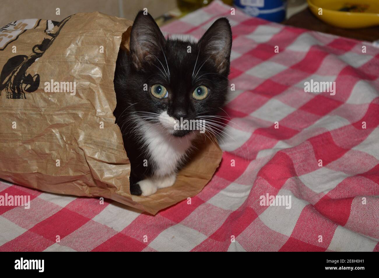 Un primo piano di un divertente e carino gattino dentro un sacchetto di carta su un tavolo Foto Stock