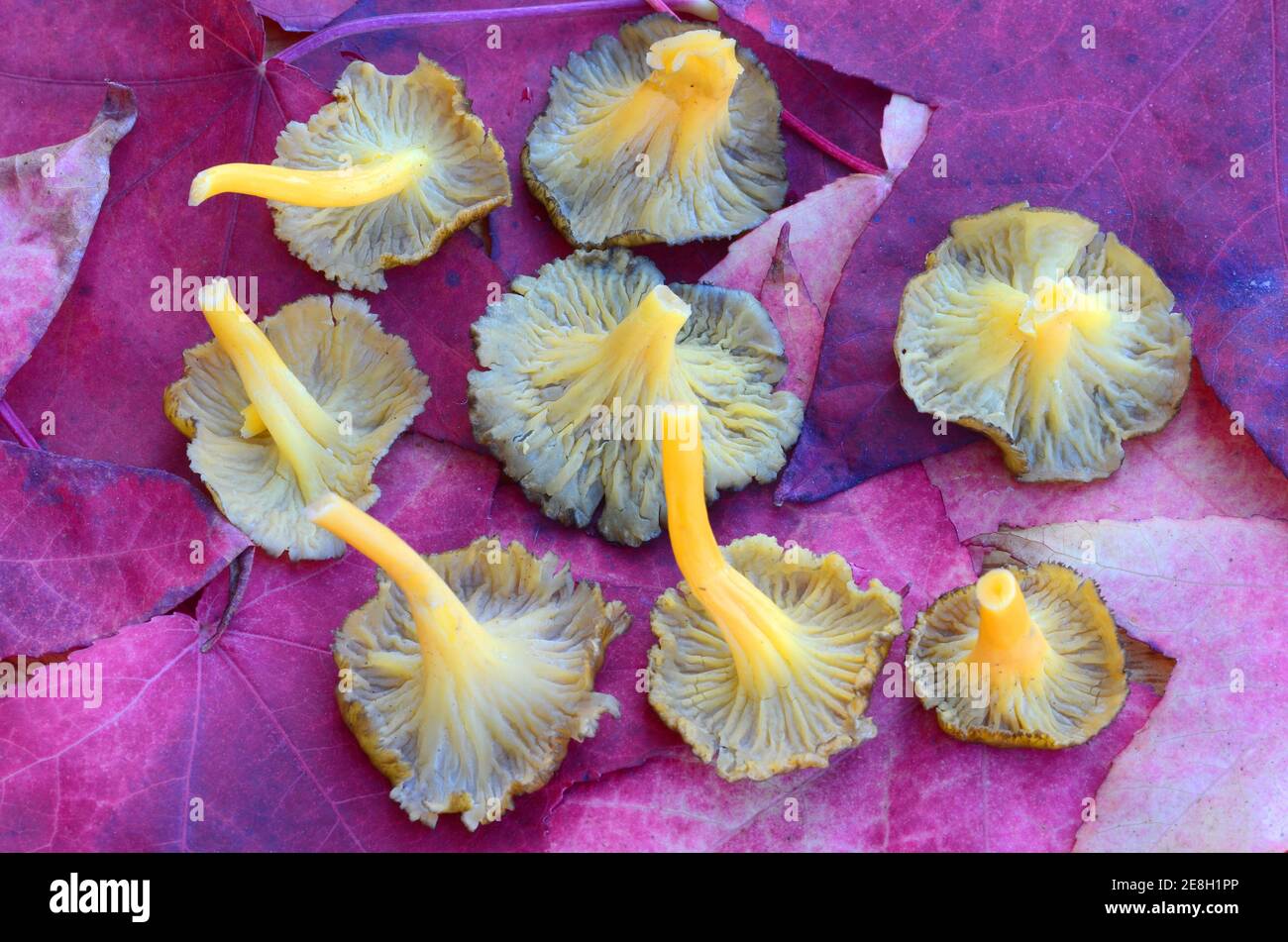 Craterellus lutescens o Cantharellus lutescens è un fungo selvatico commestibile molto apprezzato per il suo sapore che cresce nelle pinete Foto Stock