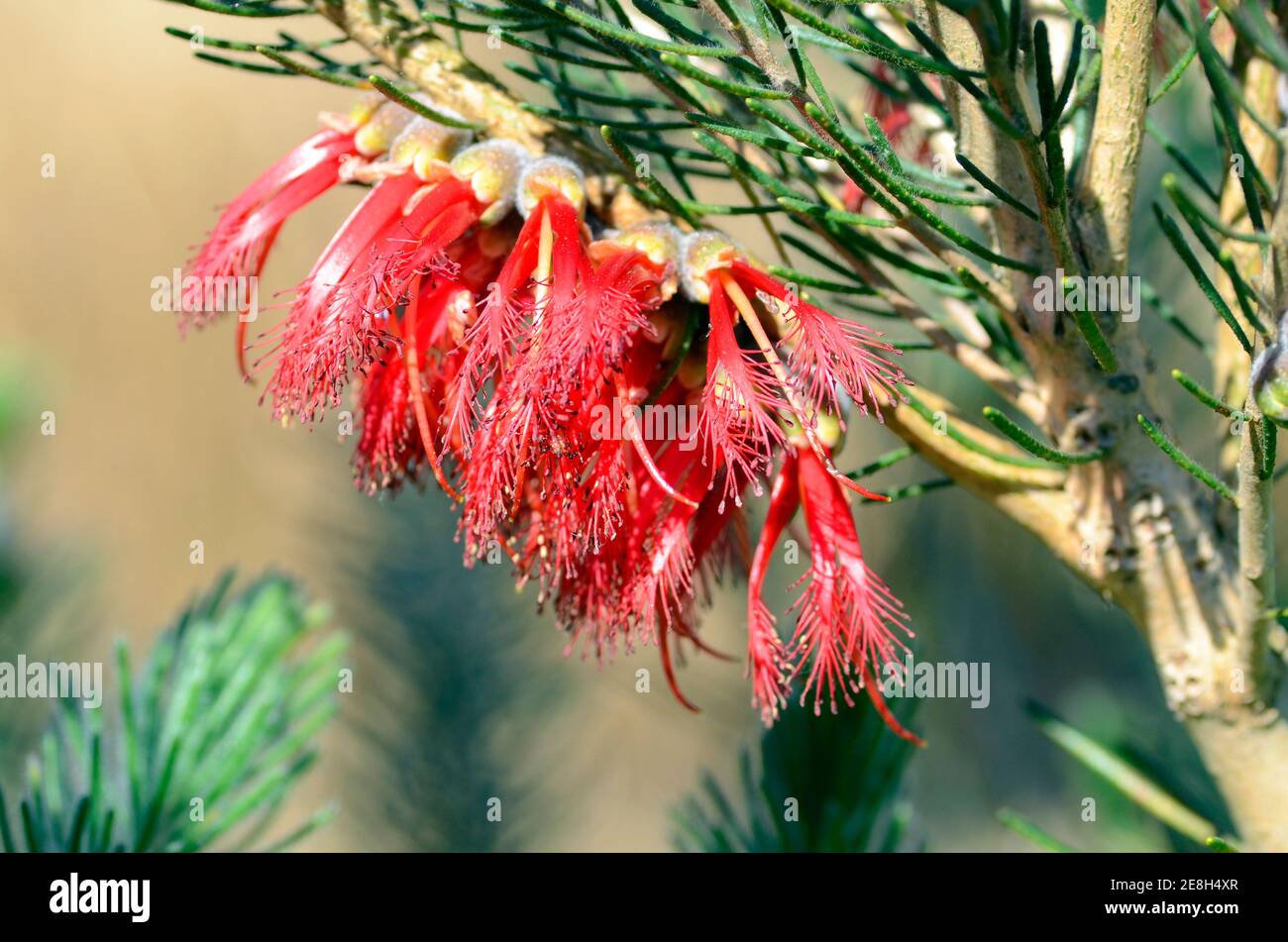 Calotamnus quadrifidus 'Grigio', originario dell'Australia e utilizzato nel giardinaggio come ornamentale Foto Stock