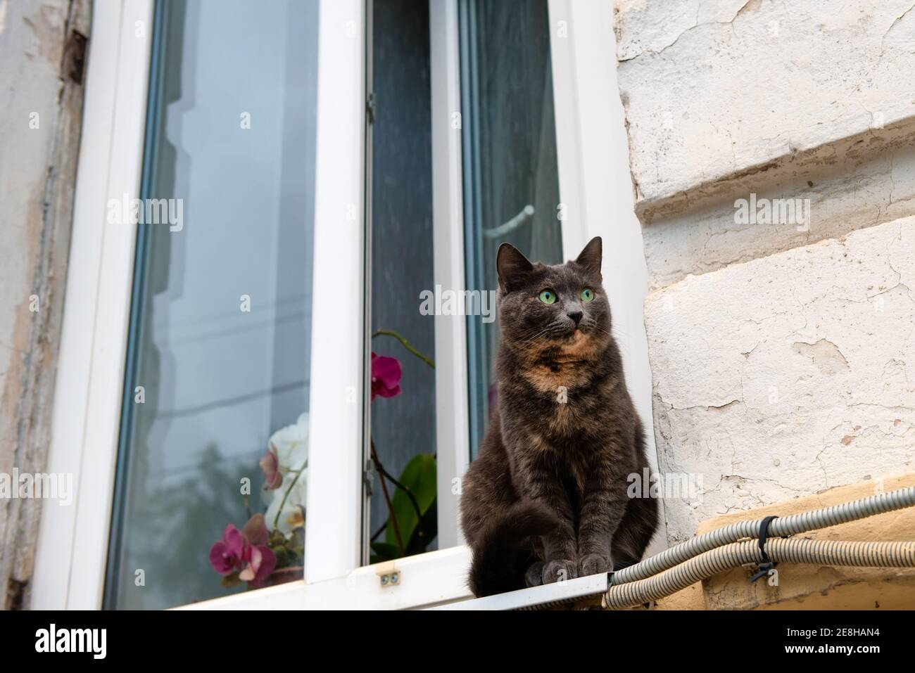 Bel gatto dagli occhi verdi si siede sulle strade sul davanzale davanti alla finestra Foto Stock