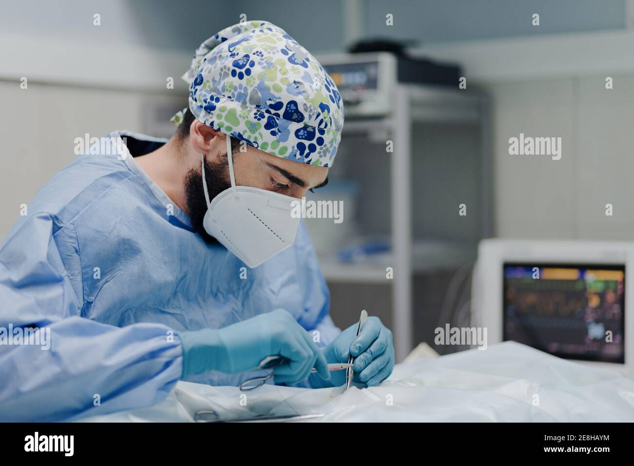Veterinario maschile focalizzato in uniforme e maschera respiratoria utilizzando medico strumenti durante la chirurgia in ospedale Foto Stock