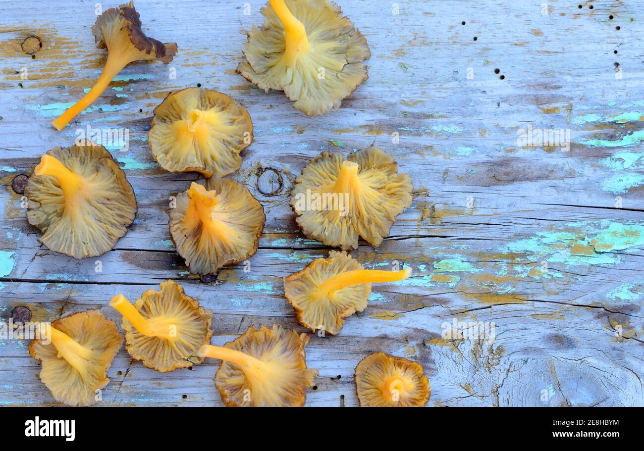 Craterellus lutescens o Cantharellus lutescens è un fungo selvatico commestibile molto apprezzato per il suo sapore che cresce nelle pinete Foto Stock