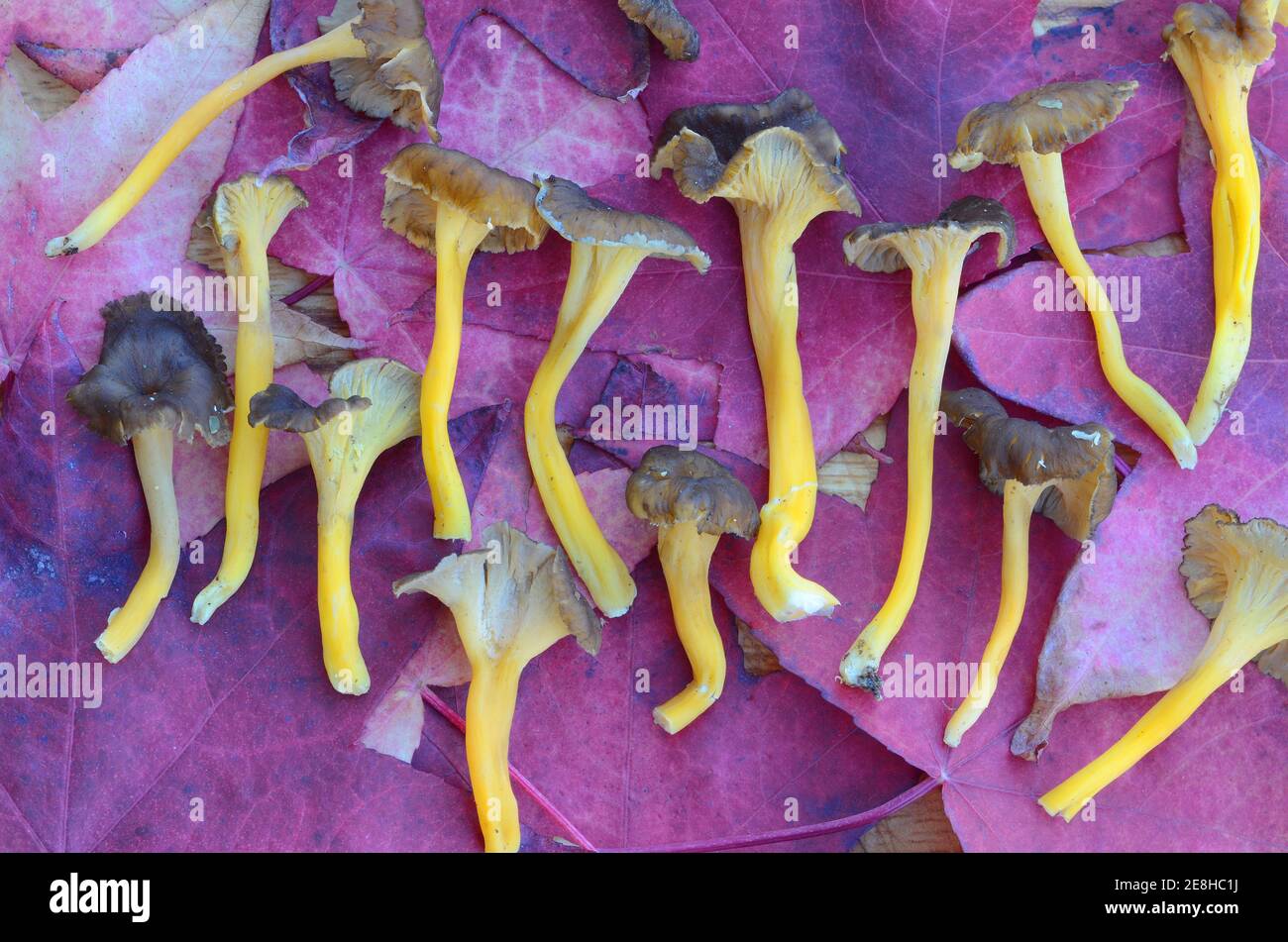 Craterellus lutescens o Cantharellus lutescens è un fungo selvatico commestibile molto apprezzato per il suo sapore che cresce nelle pinete Foto Stock