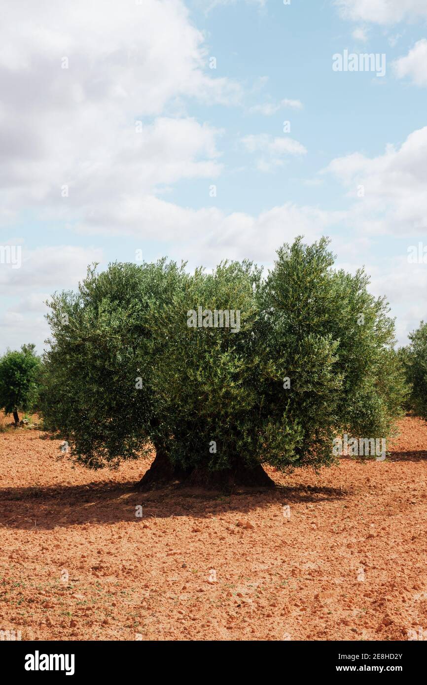 Vecchio ulivo in estate sotto il cielo blu. Foto verticale Foto Stock