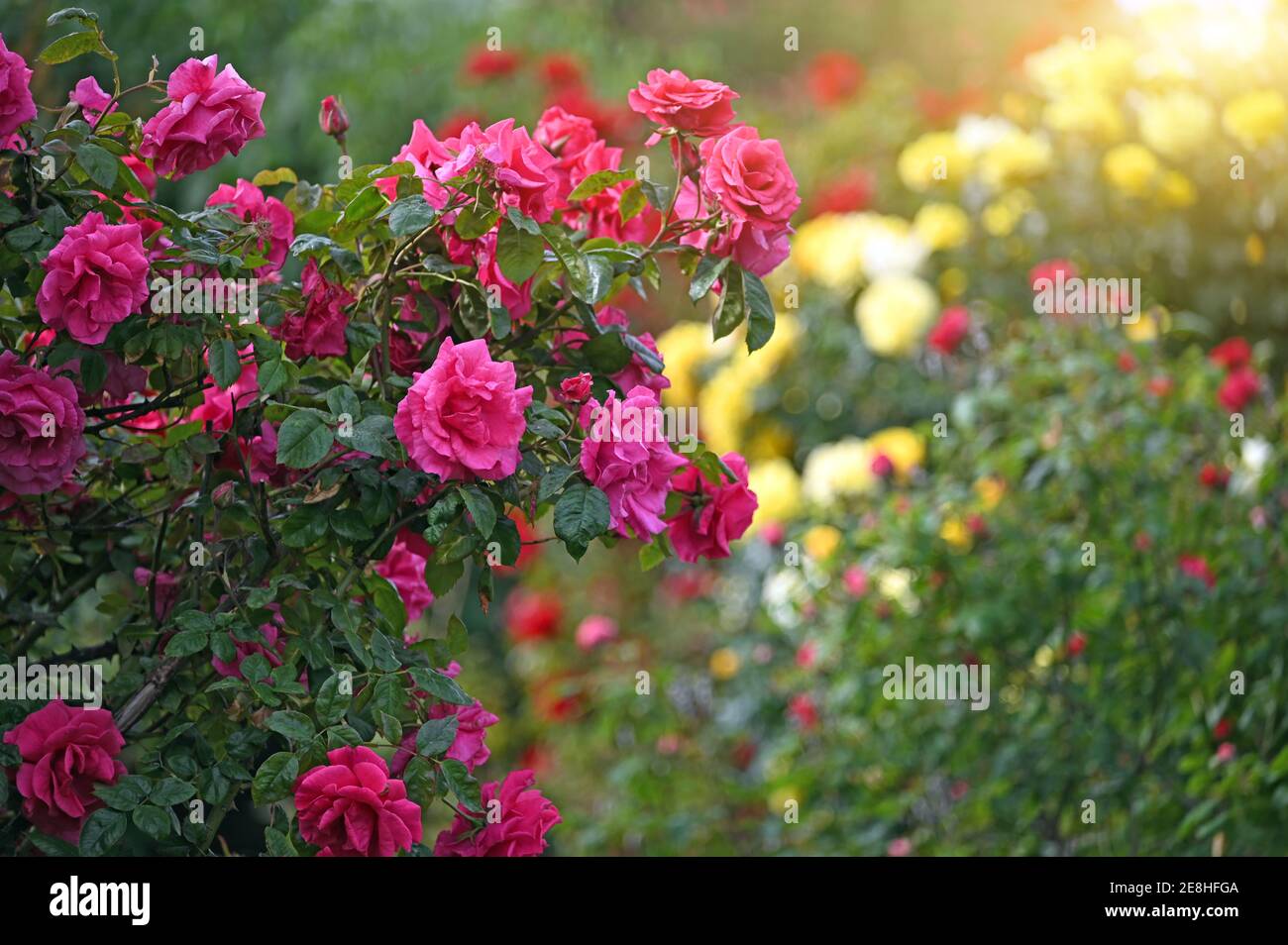 Rose rosse nella stagione primaverile di Volksgarten Vienna Foto Stock
