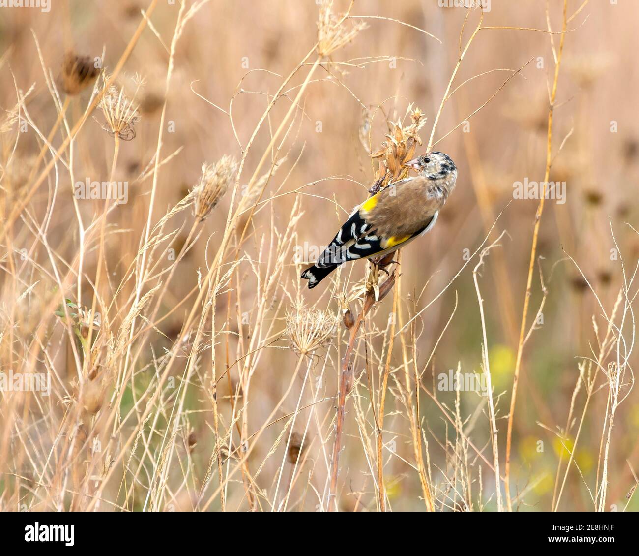 Il briciolo europeo (Carduelis carduelis), il novellame, i semi d'erba di avena, Vorarlberg, Austria Foto Stock