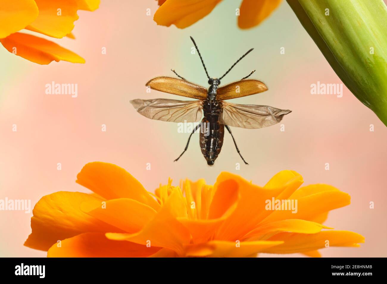 Comune mealybug (Lagria hirta) che vola fuori dal fiore di una marigola, Germania Foto Stock