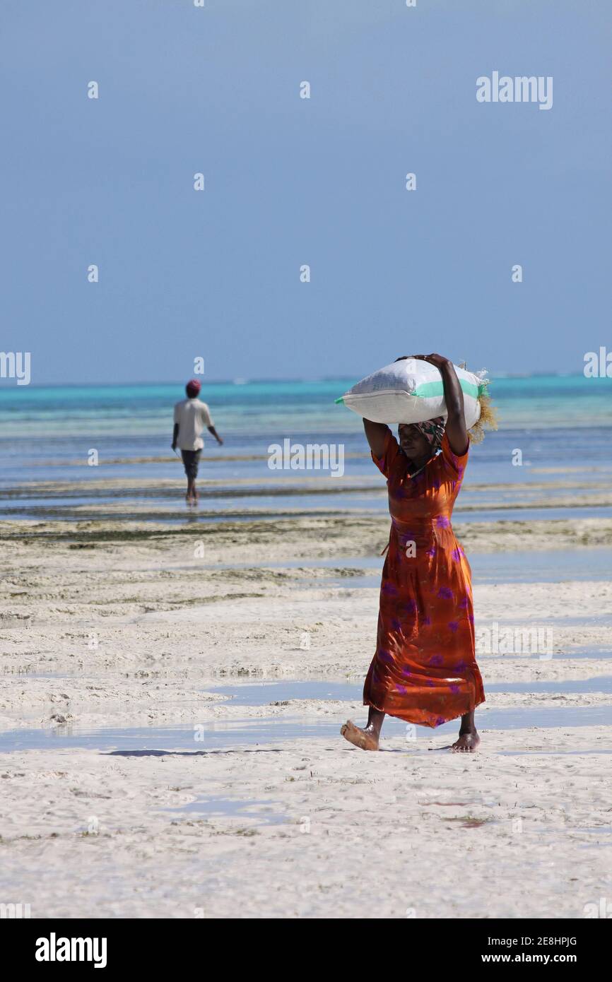 Donna che porta Sack di Seaweed Eucheuma spinosum raccolto su Jambiani Beach, Zanzibar Foto Stock