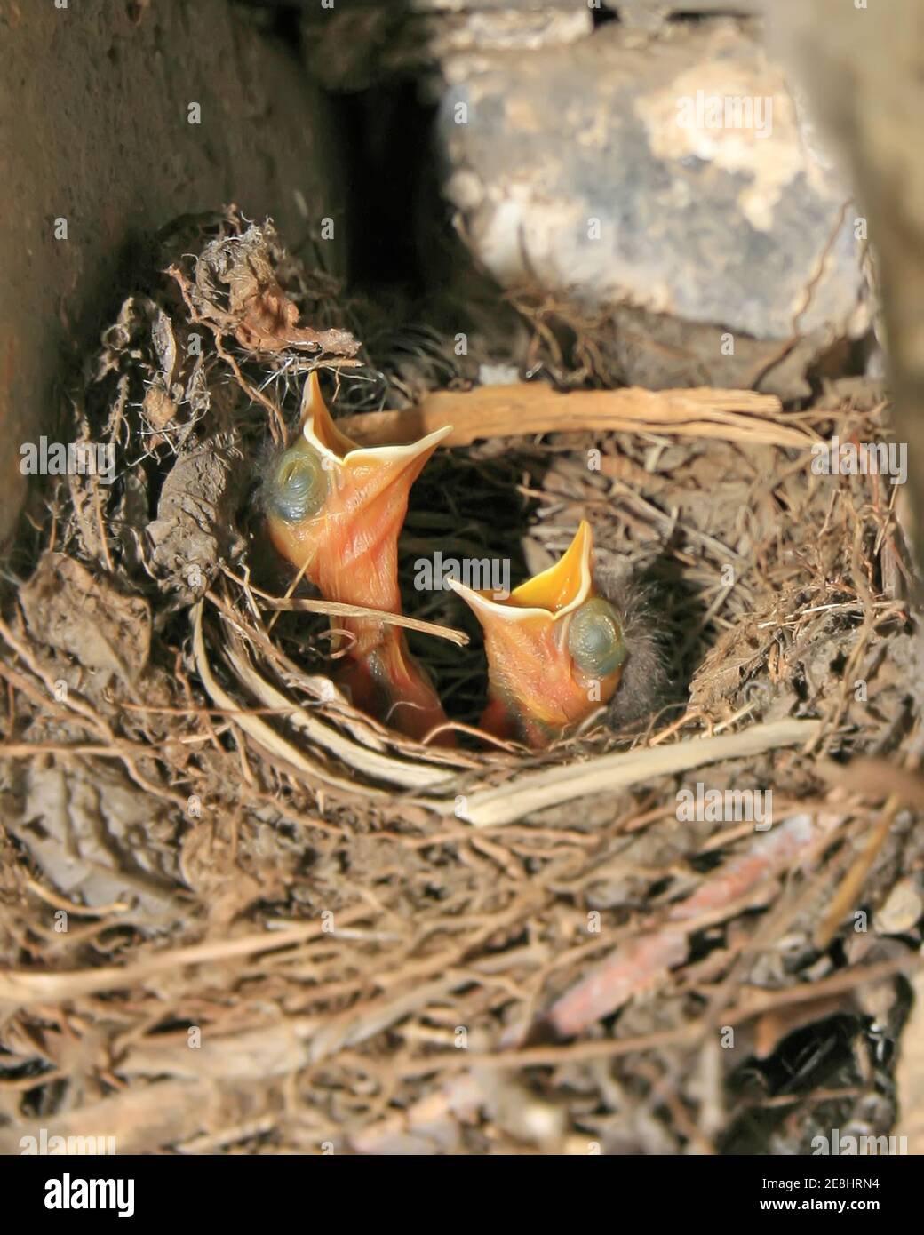 primo piano di robin rosso-coda accoccolato, nel nido accatastato da erba di fieno, stanno aprendo la loro bocca, in attesa di cibo, molto carino. Foto Stock