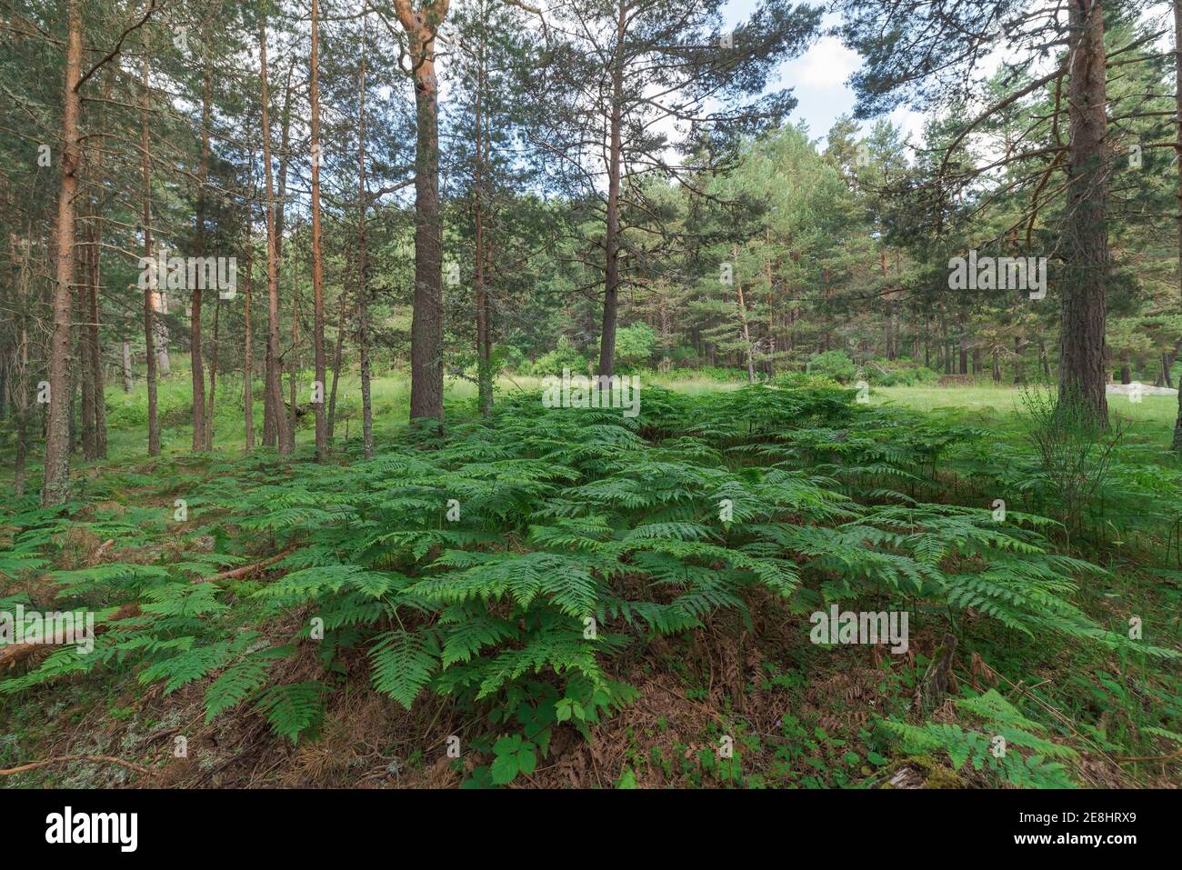 Abbondante foresta densa con alti alberi verdi e lussureggiante verde cespugli fern in chiaro giorno d'estate Foto Stock