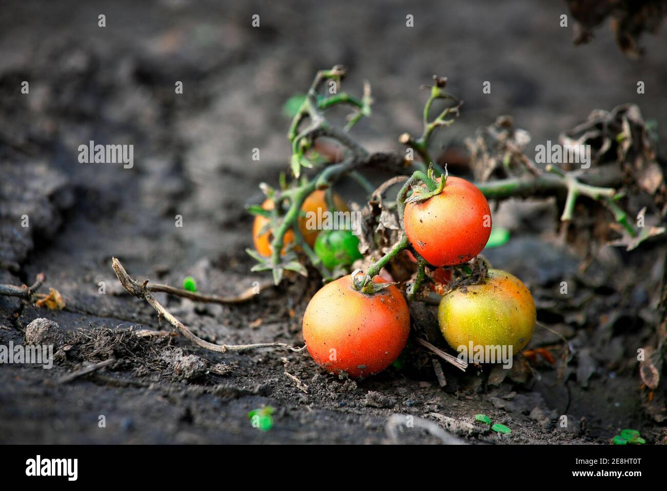 Gambi appassiti con piccoli pomodori si trovano sul terreno asciutto. La morte delle verdure durante una siccità. Foto Stock