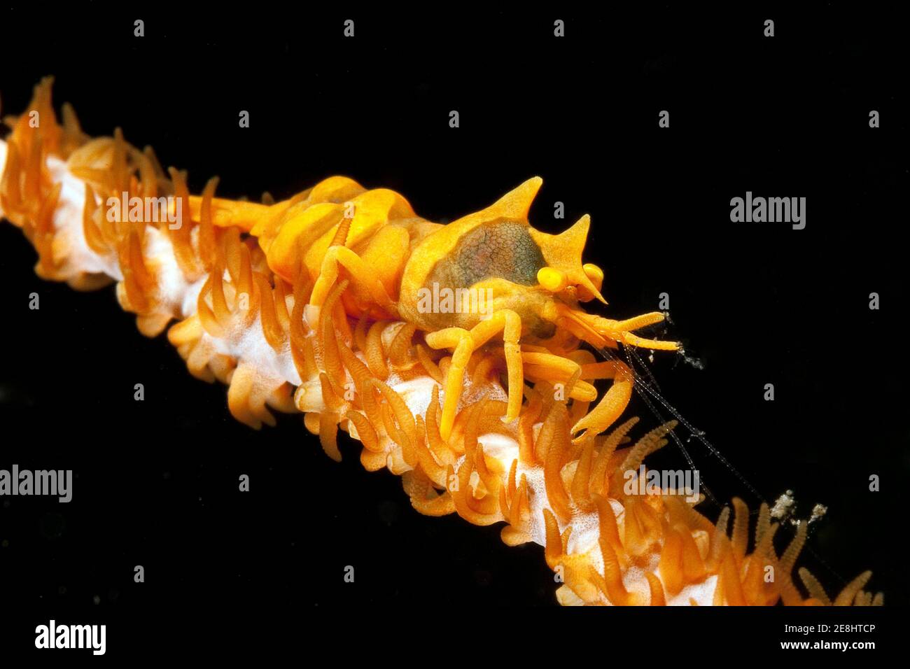 Granchio ragno conico (Xenocarcinus tuberculatus), granchio corallino, granchio Xeno, Pacifico occidentale, Negros Oriental, Visayas, Filippine Foto Stock