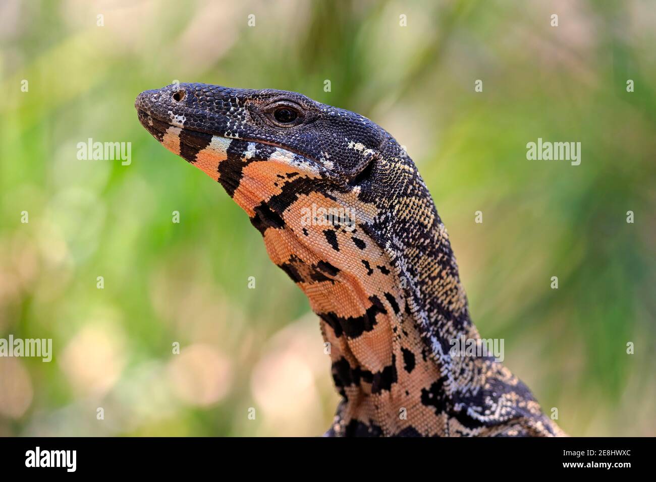 Lacci monitor a Foto Stock