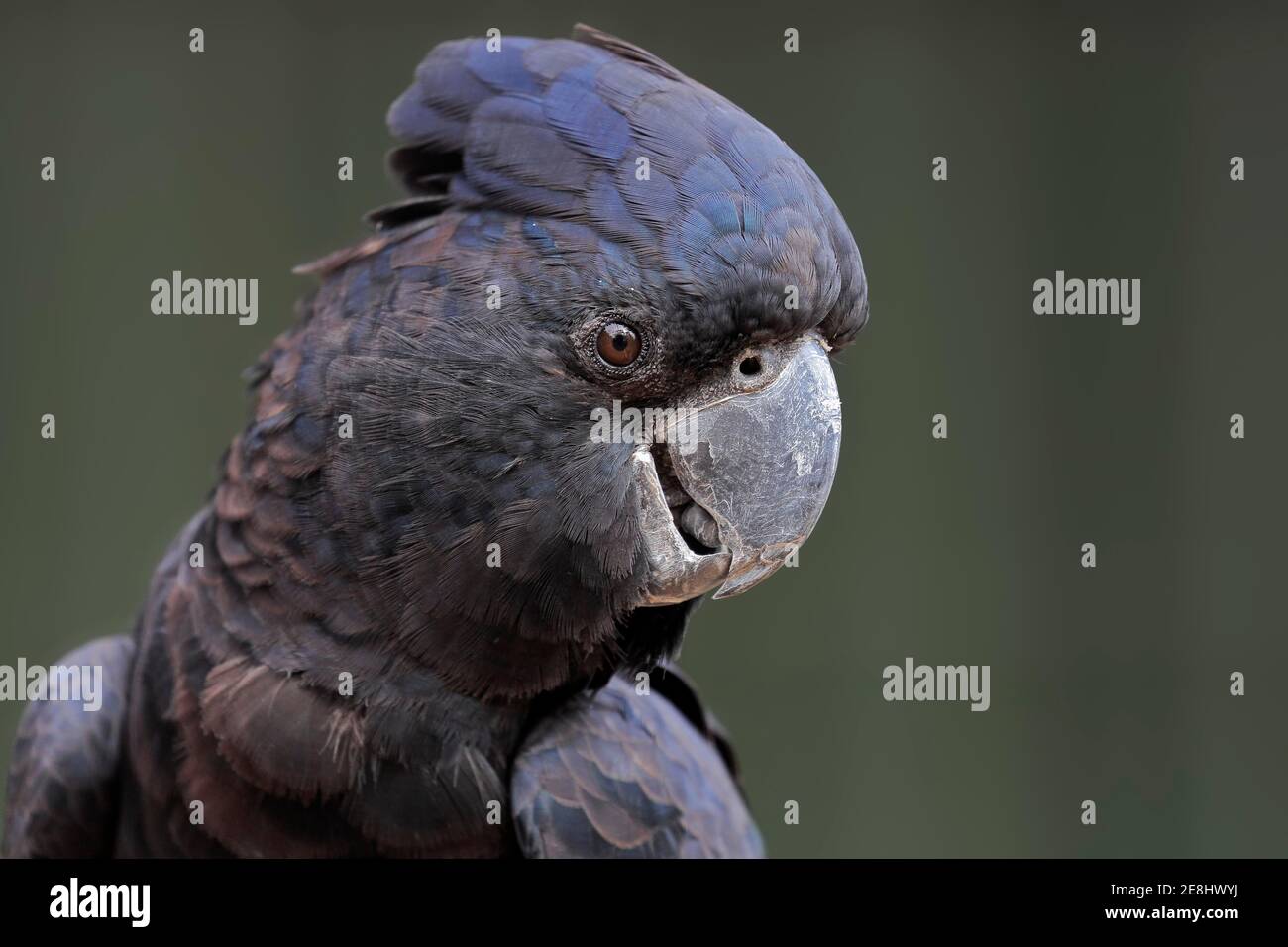 Cockatoo nero a coda rossa (Calyptorhynchus banksii), ritratto per adulti, Kangaroo Island, Australia del Sud Foto Stock