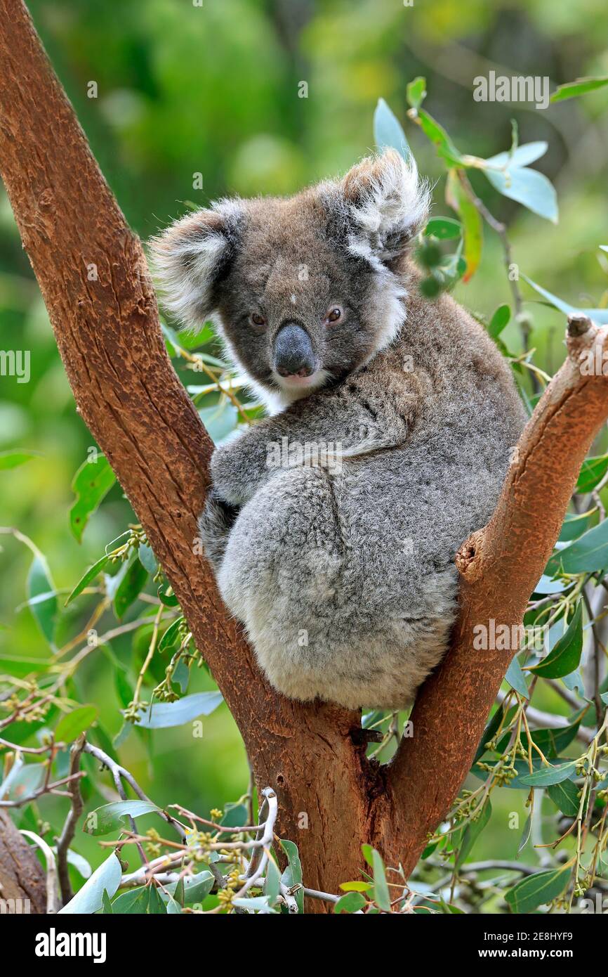 Koala (Phascolarctos cinereus), adulto, su albero, Kangaroo Island Wildlife Park, Parndana, Kangaroo Island, Australia del Sud Foto Stock