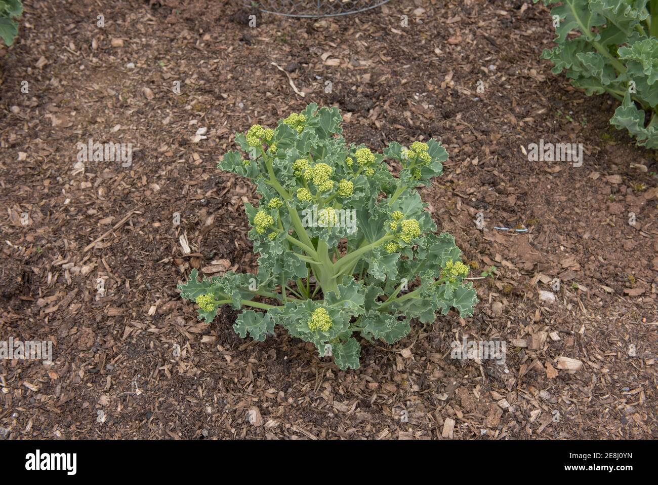Pianta coltivata di Kale di Mare biologico (Crambe maritima) che cresce in un giardino vegetale nel Somerset Rurale, Inghilterra, UK Foto Stock