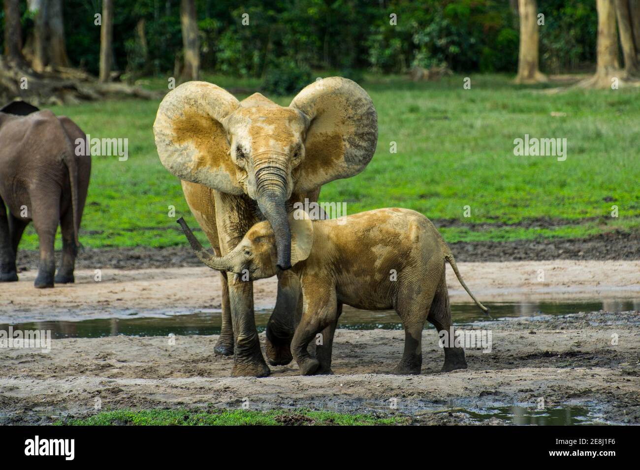 Elefanti della foresta africana (Loxodonta cyclotis) a Dzanga Bai, patrimonio mondiale dell'UNESCO vista Dzanga-Sangha Riserva speciale, Africa centrale Foto Stock