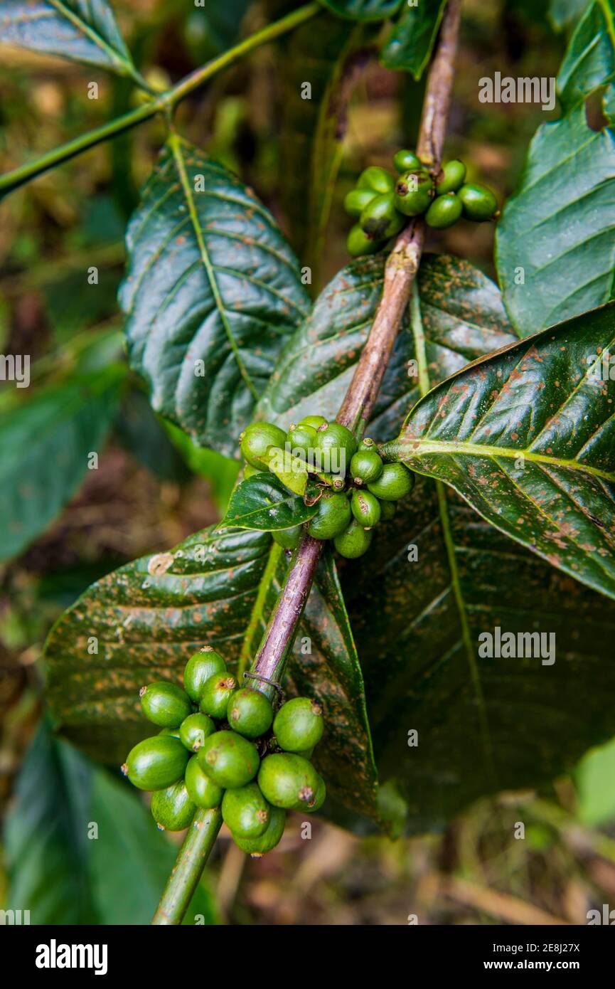 Primo piano di chicchi di caffè (Rubiaceae) in una piantagione di caffè nella giungla di Sao Tomé, Sao Tomé e Principe, oceano Atlantico Foto Stock