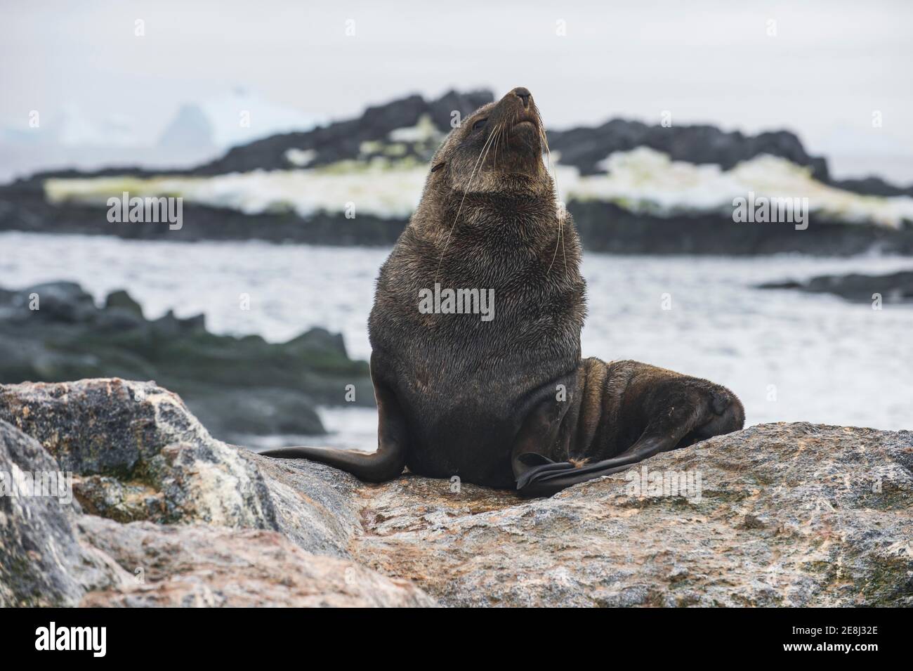 Foca da pelliccia antartica (Arctocephalus gazella), isola di Gourdin, Antartide Foto Stock