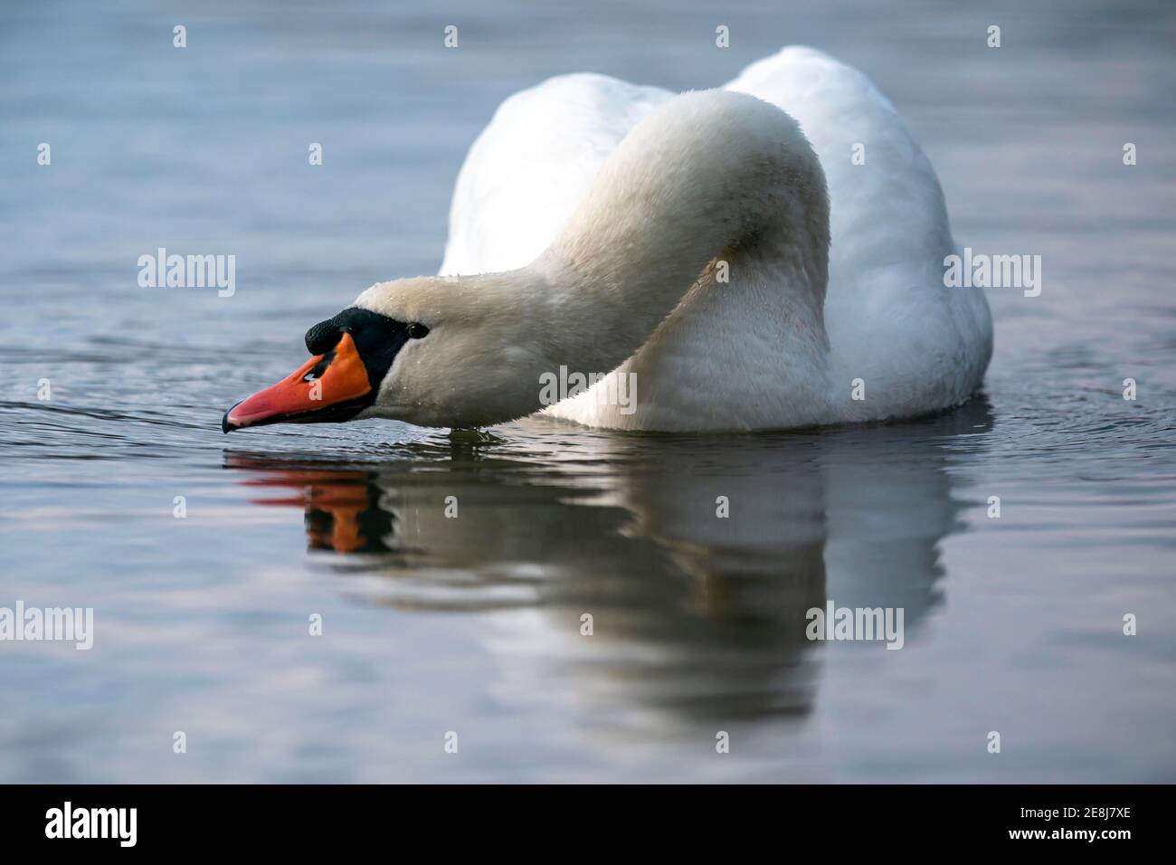 Muto cigno (cygnus olor) con minacciosa postura di nuoto in acqua, Reno, Germania Foto Stock