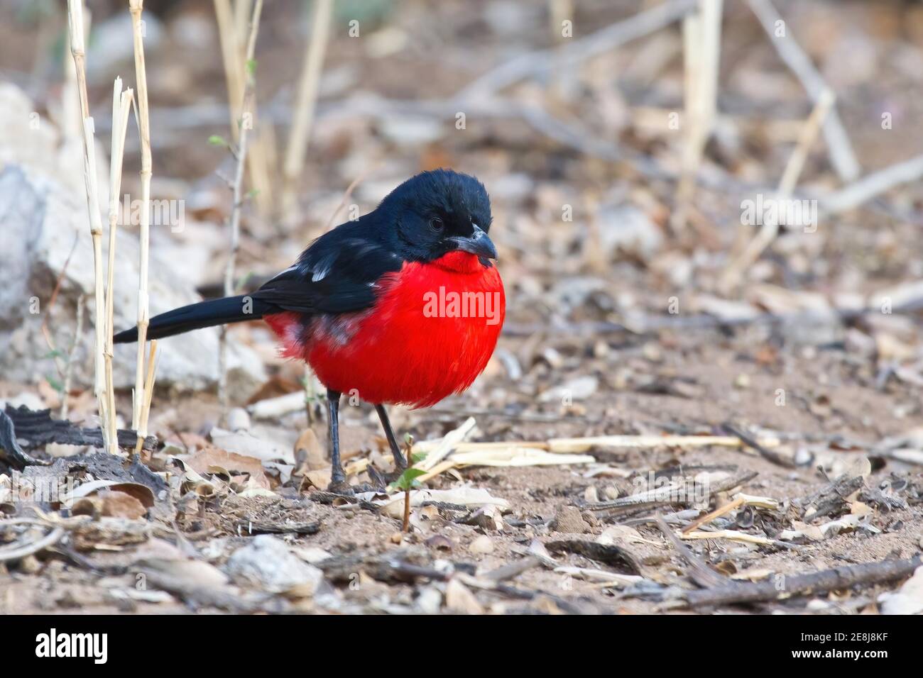 Shrike dal colore rosso (Laniarius atrococcineus), Parco Nazionale di Etosha, Namibia Foto Stock