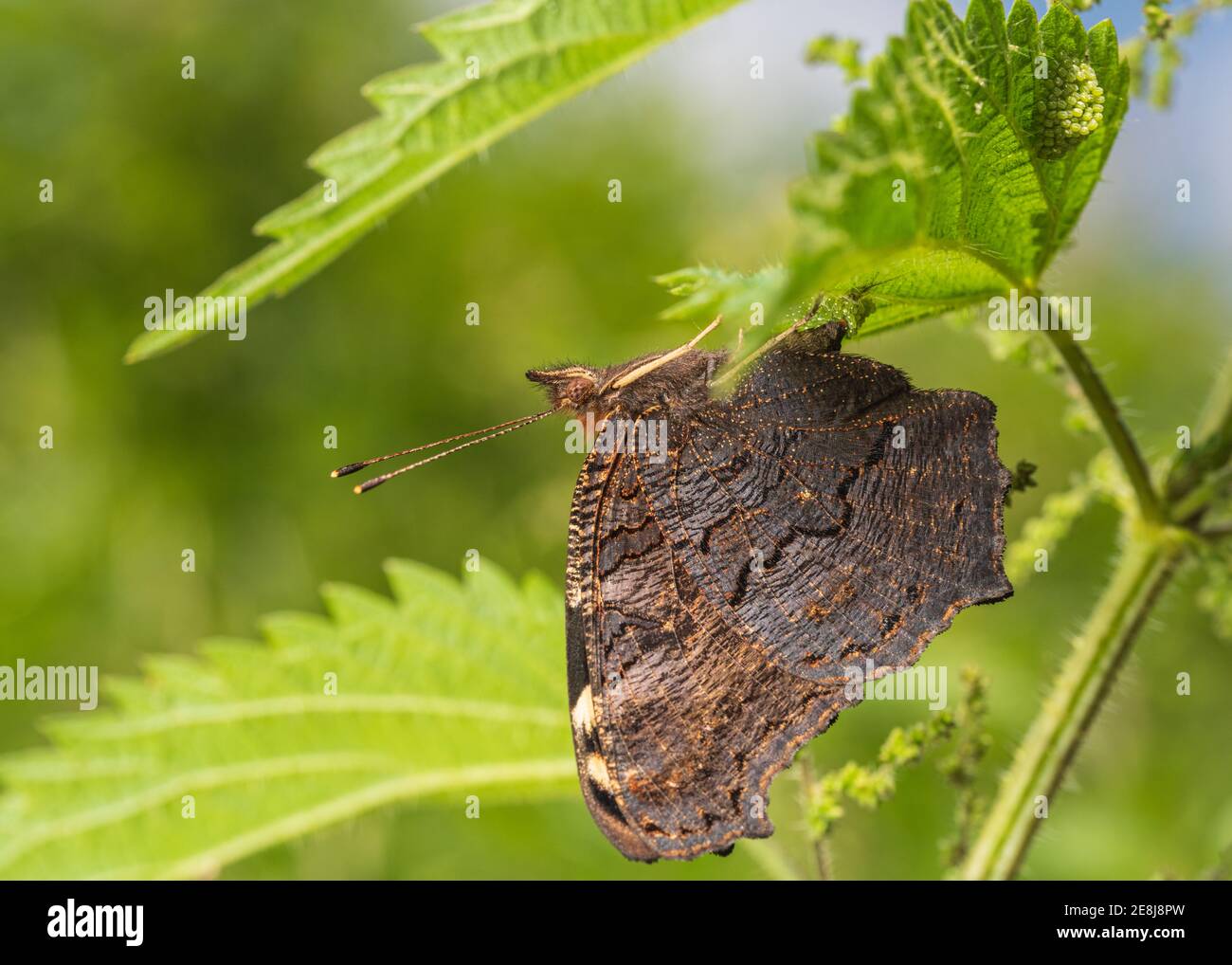 Primo piano del pavone europeo (Aglais io) Foto Stock