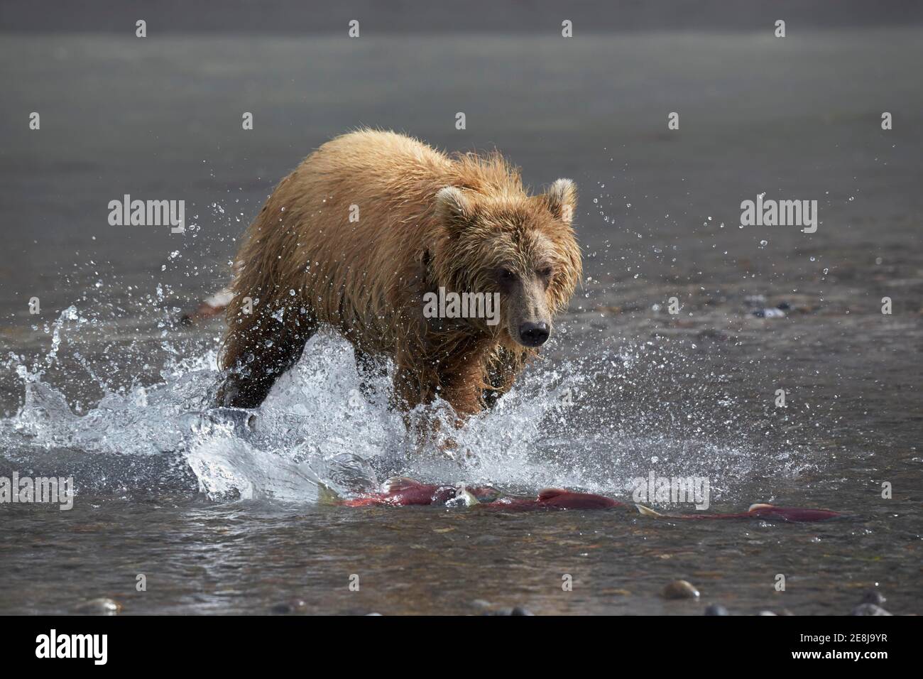 Orso bruno Kamchatka (Ursus arctos beringianus) caccia salmone rosso (Oncorhynchus nerka), fiume Hakytsin vicino al lago Kuril, Kamchatka, Russia Foto Stock