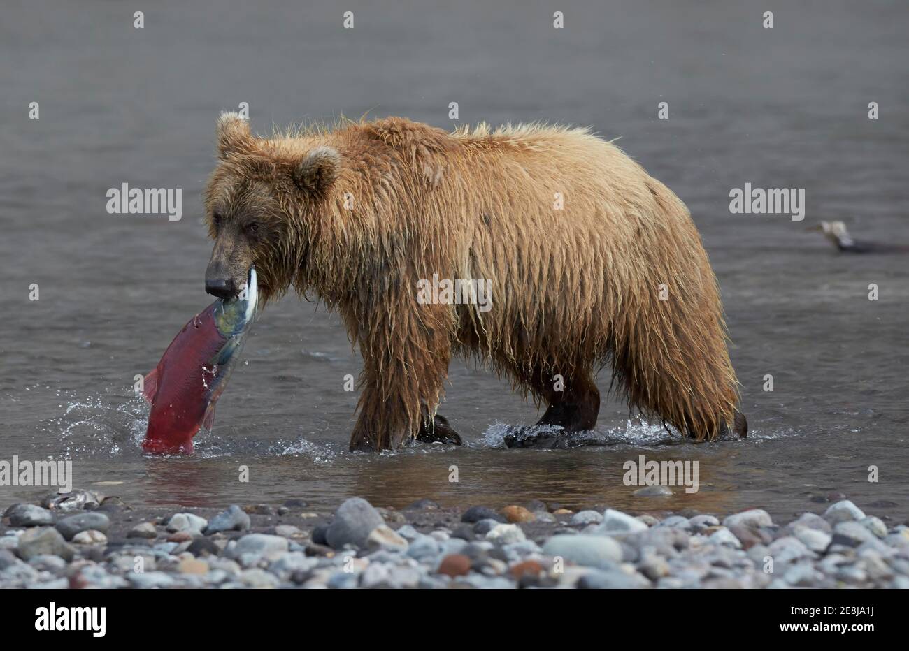 Orso bruno Kamchatka (Ursus arctos beringianus) con salmone rosso catturato (Oncorhynchus nerka), fiume Hakytsin vicino al lago Kurilskoye, Kamchatka, Russia Foto Stock