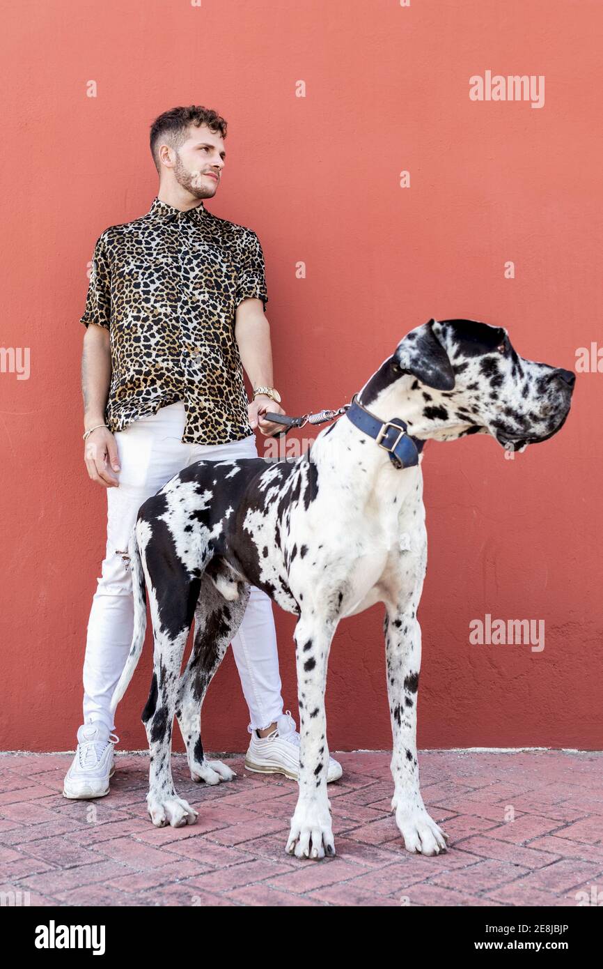 Uomo proprietario in piedi con grande cane Harlequin Great Dane durante passeggiate in città e guardate via Foto Stock