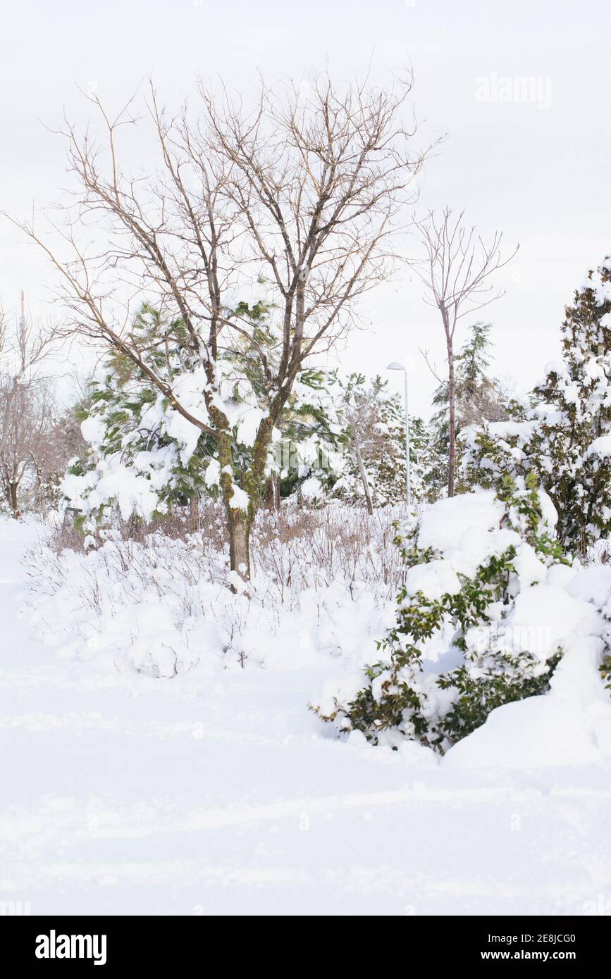 Alberi secchi con rami ondulati ricoperti di neve su bianco terreno in città alla luce del sole Foto Stock