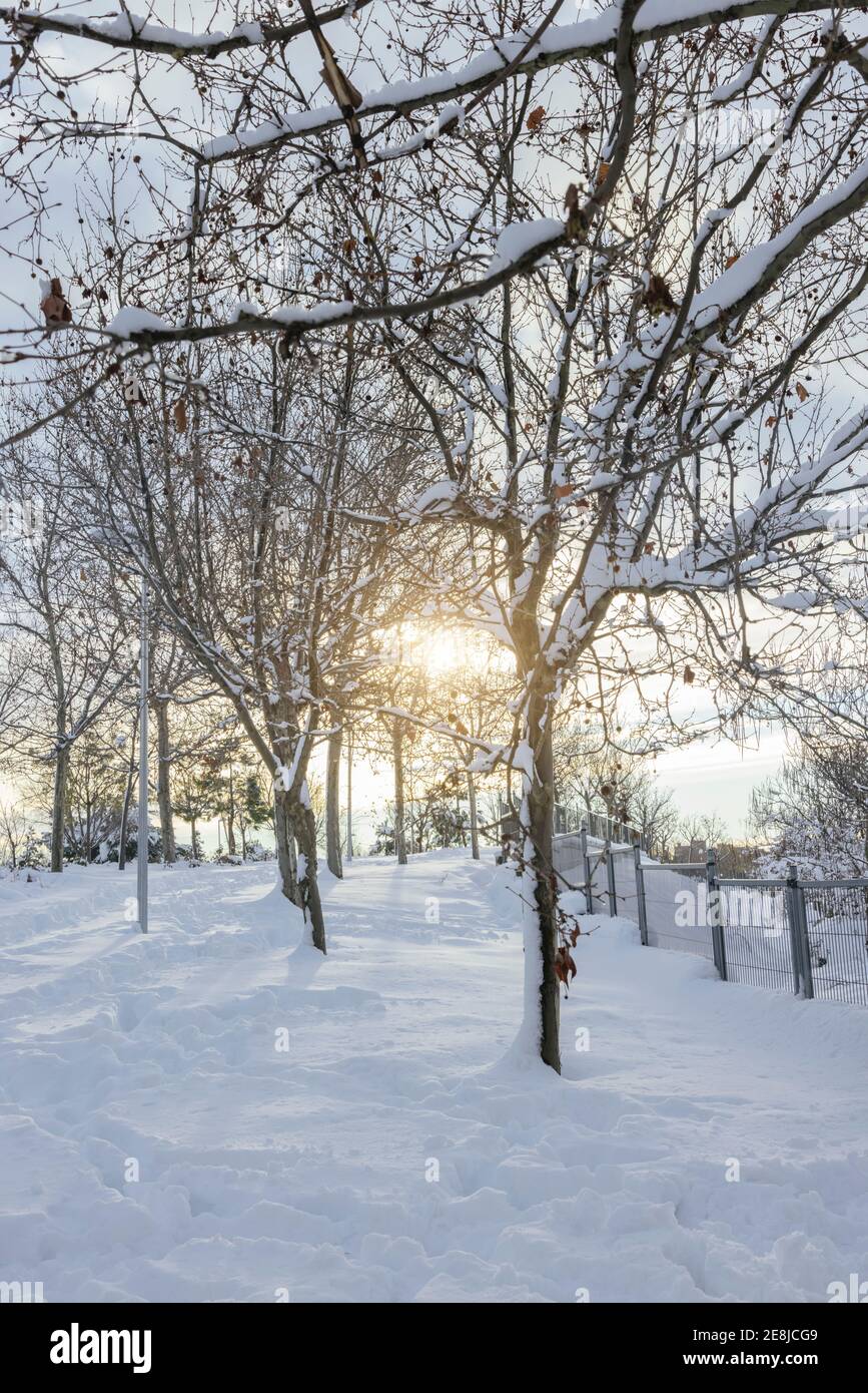 Alberi secchi con rami ondulati ricoperti di neve su bianco terreno in città alla luce del sole Foto Stock