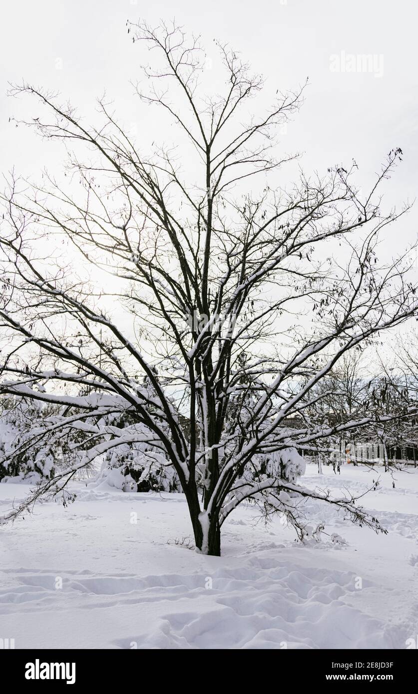 Alberi secchi con rami ondulati ricoperti di neve su bianco terreno in città alla luce del sole Foto Stock