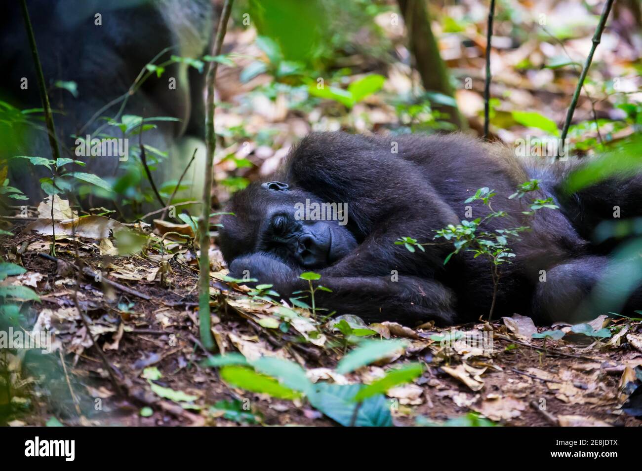 Western Lowland gorilla (Gorilla gorilla gorilla), patrimonio mondiale dell'UNESCO vista Dzanga-Sangha Riserva speciale, Repubblica Centrafricana Foto Stock