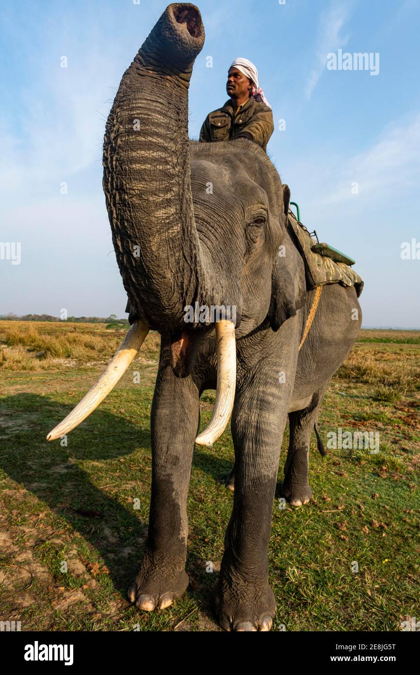 Elefante asiatico (Elephas maximus), patrimonio dell'umanità dell'UNESCO, Kaziranga National Park, Assam, India Foto Stock