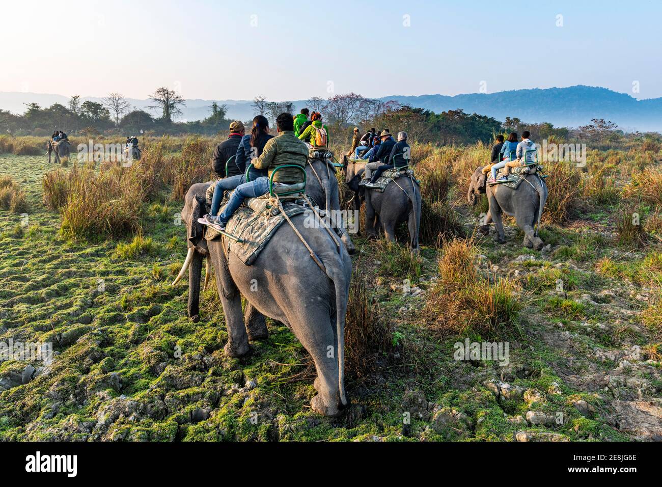 Giro in elefante di prima mattina su elefanti attraverso l'erba degli elefanti, sito patrimonio dell'umanità dell'UNESCO, il parco nazionale di Kaziranga, Assam, India Foto Stock