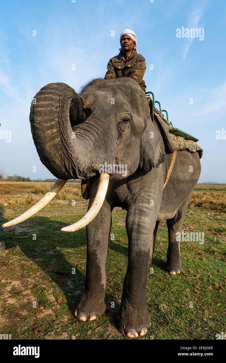 Elefante asiatico (Elephas maximus), patrimonio dell'umanità dell'UNESCO, Kaziranga National Park, Assam, India Foto Stock