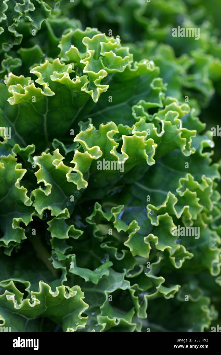 Kale, cavolo curly, cavolo primaverile, cavolo invernale, varietà Palma Frisone orientale, fino a 1.8 m di altezza ( Brassica oleracea) acephala var. Sabellica Foto Stock
