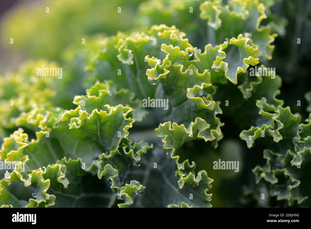 Kale, cavolo curly, cavolo primaverile, cavolo invernale, varietà Palma Frisone orientale, fino a 1.8 m di altezza ( Brassica oleracea) acephala var. Sabellica Foto Stock