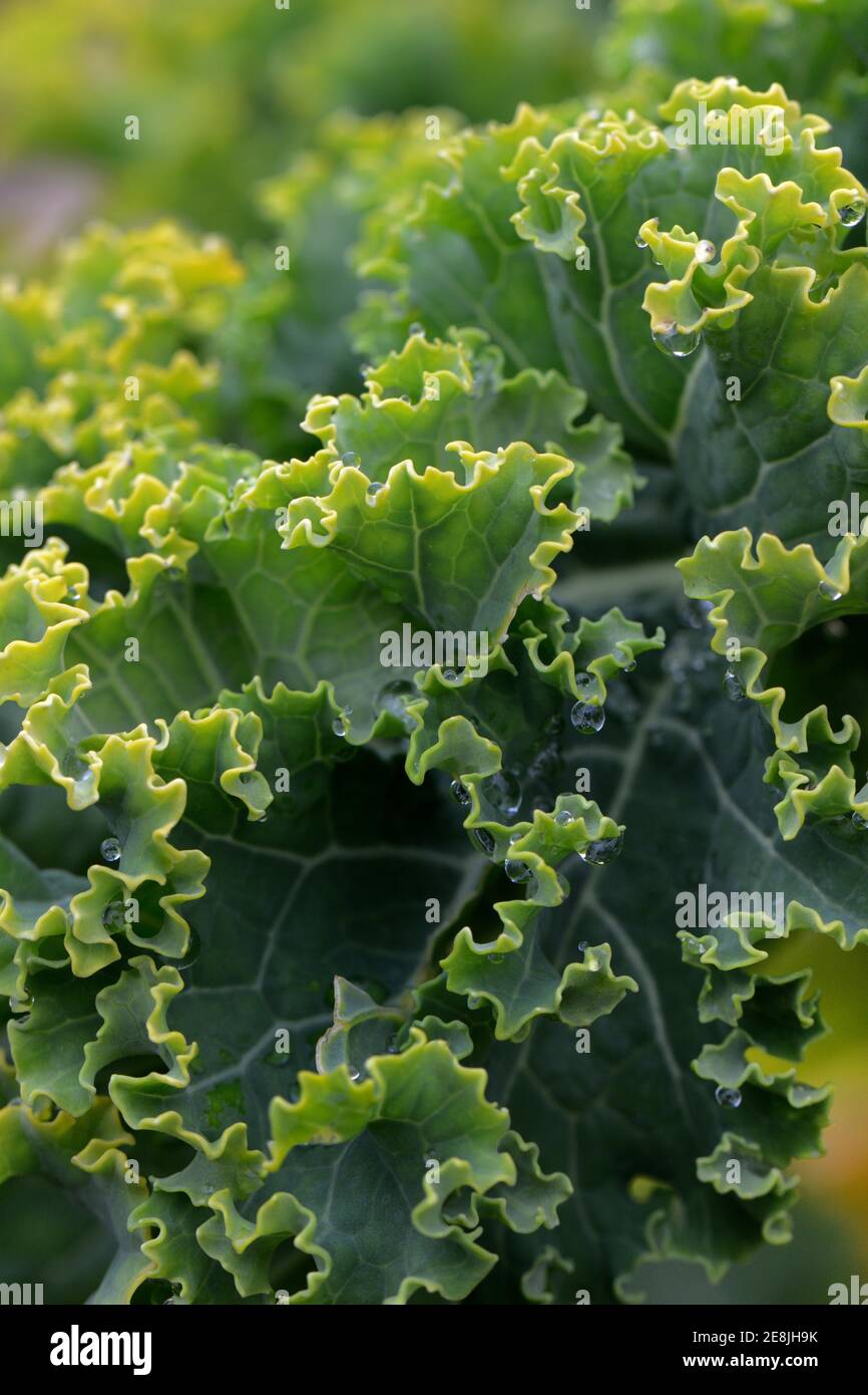 Kale, cavolo curly, cavolo primaverile, cavolo invernale, varietà Palma Frisone orientale, fino a 1.8 m di altezza ( Brassica oleracea) acephala var. Sabellica Foto Stock