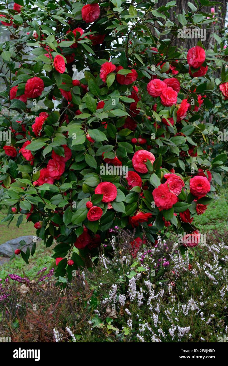 Cespuglio di Camelia, camelia giapponese (Camellia japonica) Foto Stock