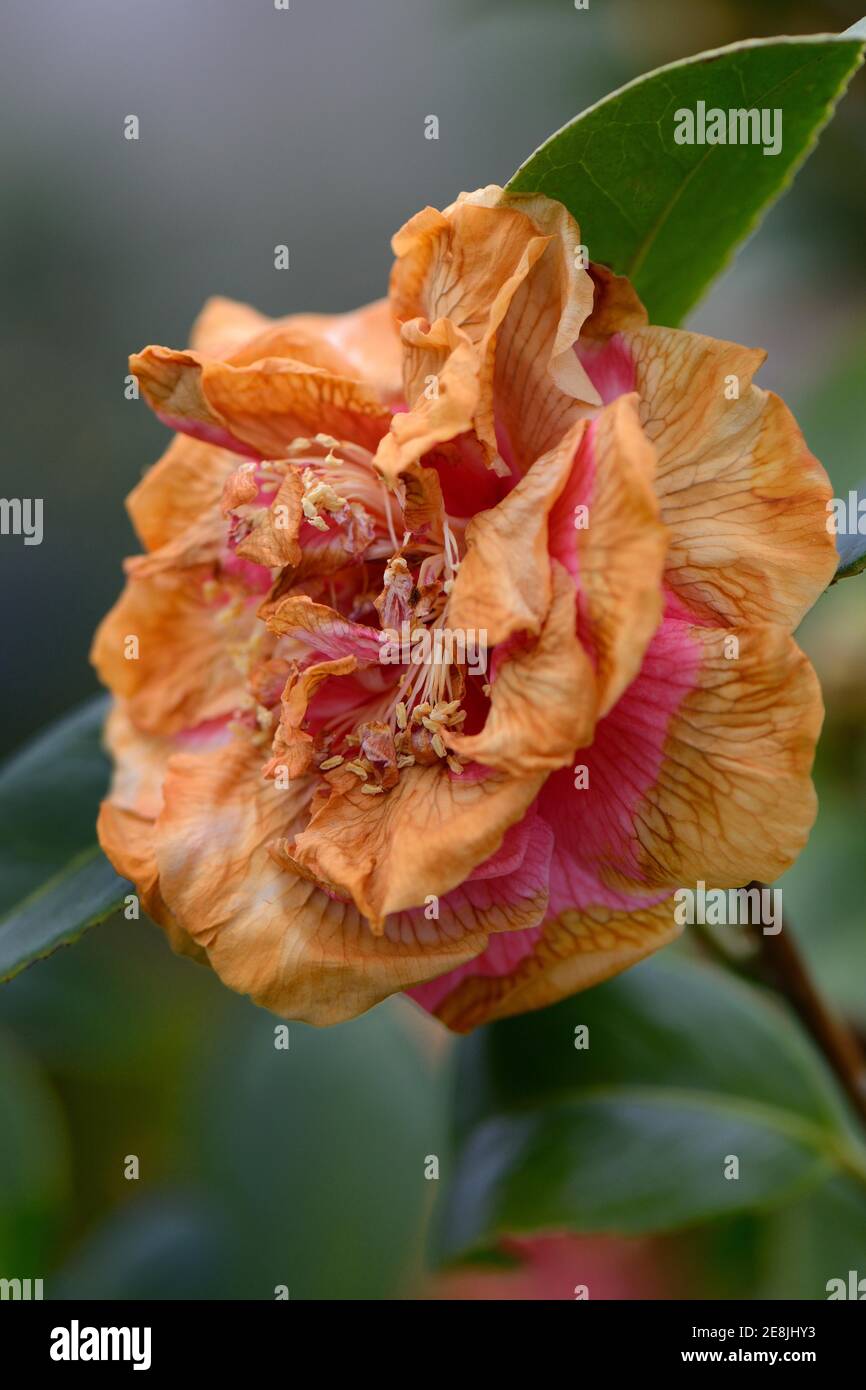 Fiori di Camelia danneggiati dalla pioggia (Camellia japonica) danni da pioggia, pioggia, appassiti Foto Stock