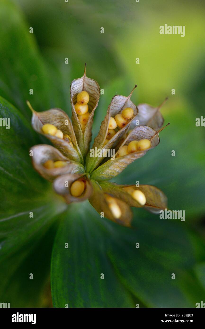 Aconite invernale (Eranthis hyemalis) infiorescenza con mantice maturi e aperti Foto Stock