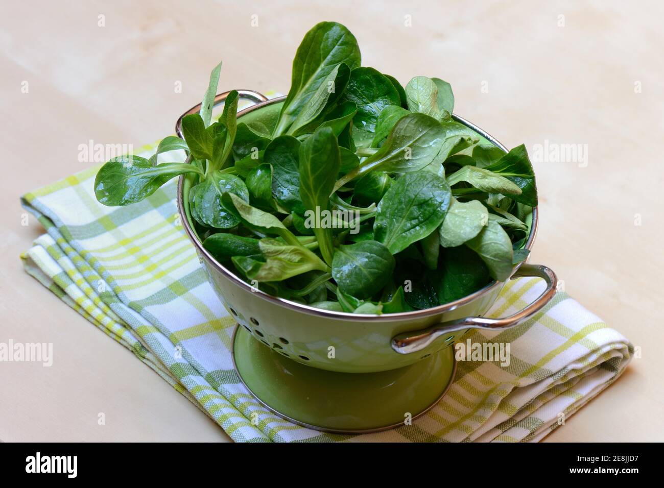 Insalata di mais ( Valerianella locusta) in setaccio drenante, Rapuenzchen, RapÂ³nzchen Foto Stock