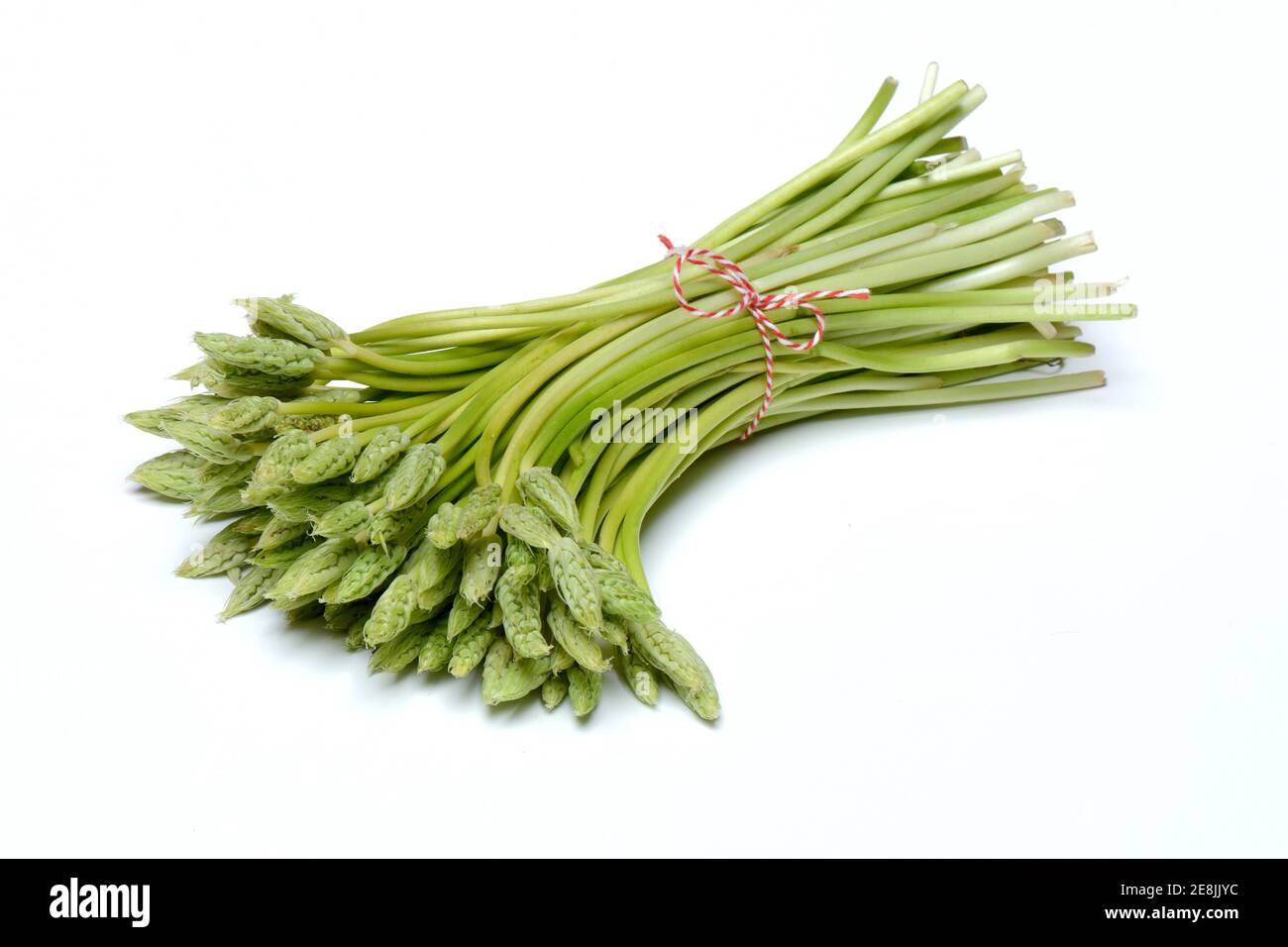Pyrenaicum, asparagi selvatici, asparagi prussiani Foto Stock